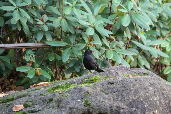 Blackbird Tordo Busca Alimentos Salta Pedras — Fotografia de Stock