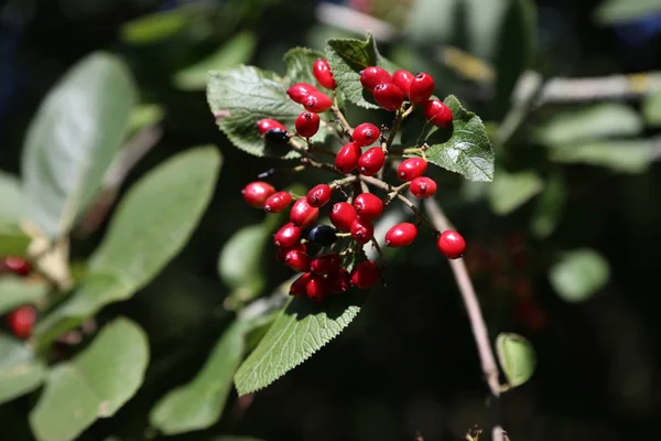 树枝上的红百合 红浆果 — 图库照片