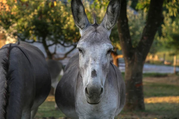 Açık havada gri eşekler.