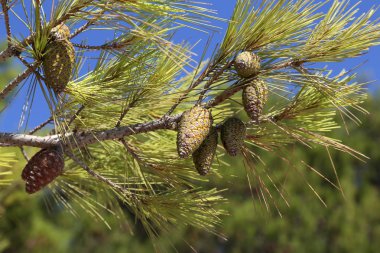 Ormandaki iğne yapraklı ağaç