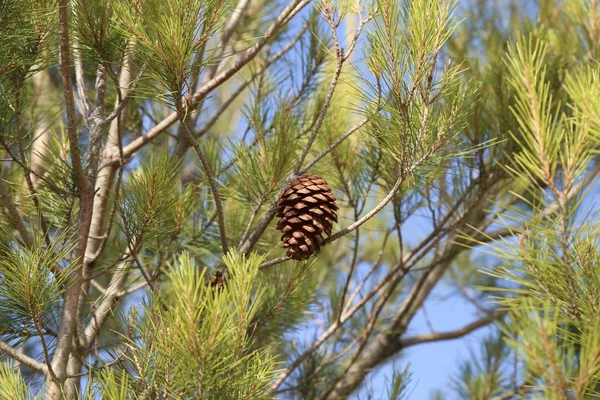 Arbre Conifères Dans Forêt — Photo