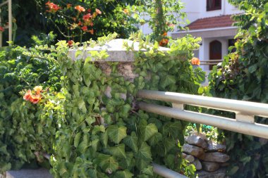 Sarmaşık / duvarlar, ağaç gövdeleri ve benzeri adventif kökleri için tutunmuş çalılar sürünen Ivy -.