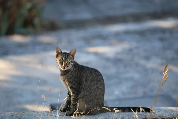 Cat Kočka Domácí Pózuje Pro Kamery — Stock fotografie