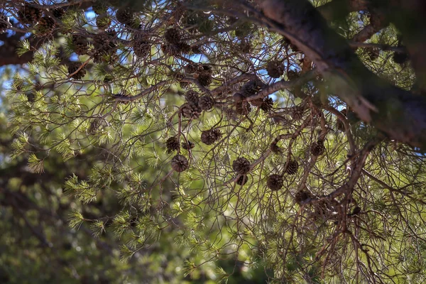 Árboles Coníferas Bosque Agujas Primer Plano — Foto de Stock