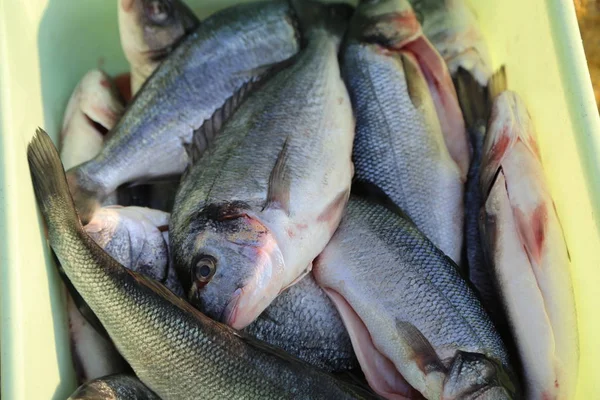 Fiskförädlingsproduktion Fisk Bearbetning Utomhus Detalj — Stockfoto