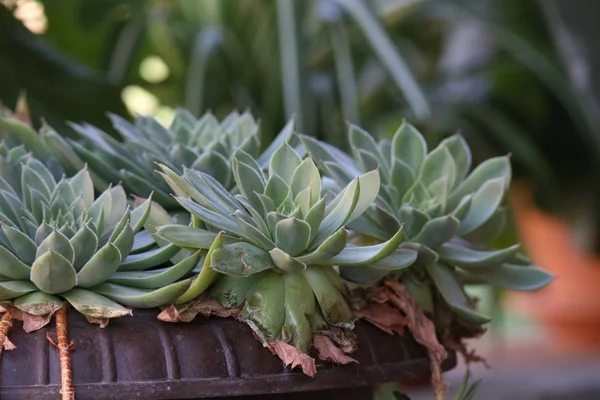 Primo Piano Succulenta Echeveria Macro Fotografia Della Natura — Foto Stock