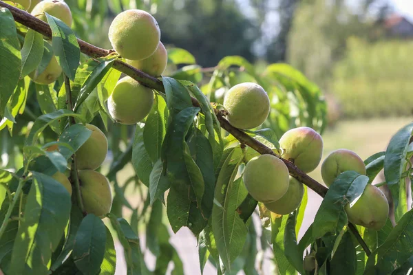 Frutta Pesche Verdi Ramo — Foto Stock