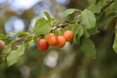 Mirabelle Erik dalları üzerinde olgunlaşır