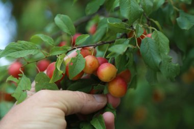 Mirabelle Erik dalları üzerinde olgunlaşır
