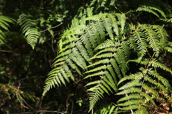 Congé Fougère Verte Fraîche — Photo