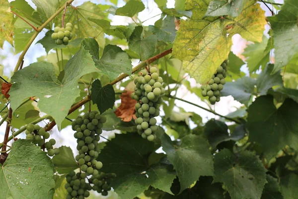 葡萄在葡萄园中成熟 — 图库照片