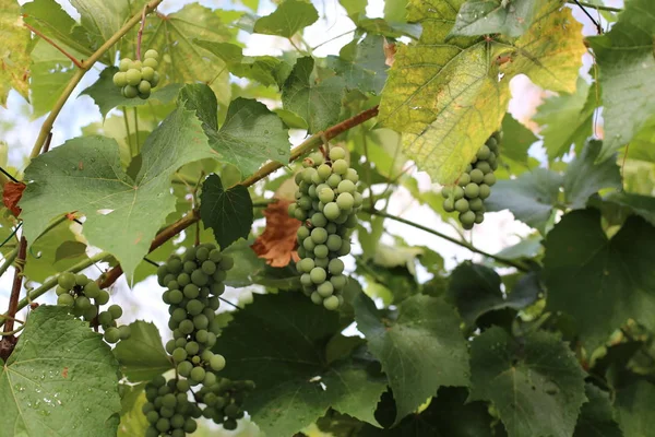 Las Uvas Están Madurando Viñedo — Foto de Stock