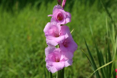 Yaz bahçesindeki Gladiolus çiçeğinin başı.