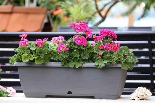 Sardunya - güzel balkon çiçekleri