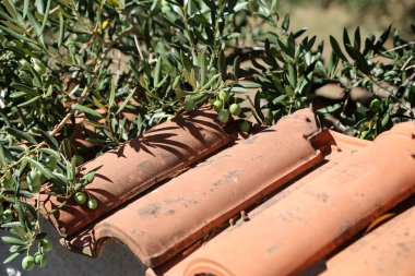 Zeytin ağacı / zeytin ağacı counrtyside içinde