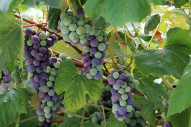 Üzüm bağ olgunlaşma