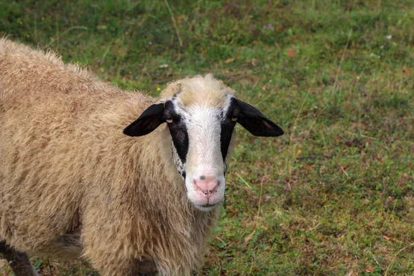 Agneau Dans Pâturage Mouton Regarde Caméra — Photo