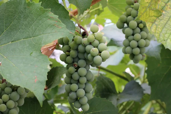 葡萄在葡萄园中成熟 — 图库照片