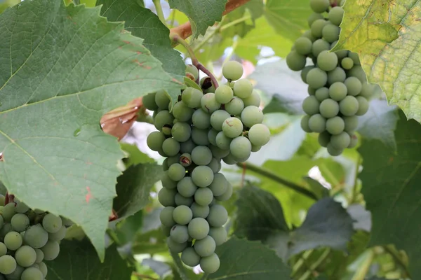 Les Raisins Mûrissent Dans Vignoble — Photo