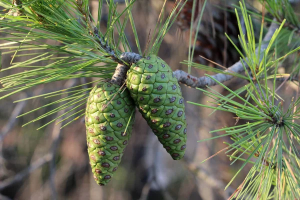 Çam ağacı dalı taşlı çam kozalakları