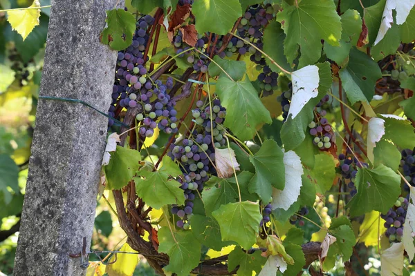在花园里成熟的葡萄 — 图库照片