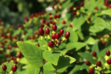 Yeşil bir arka plan üzerinde parlak kırmızı meyveler
