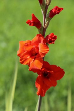 Yaz bahçesindeki Gladiolus çiçeğinin başı.