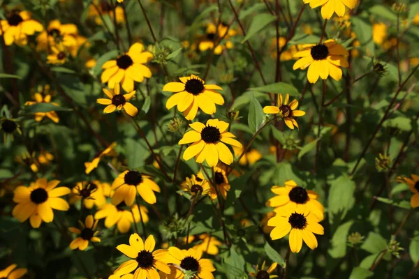 Bahçedeki güzel sarı çiçekler