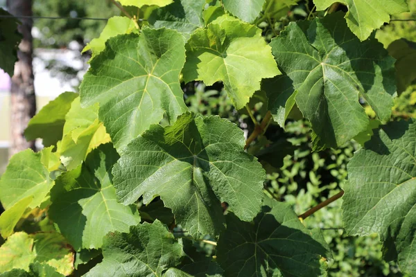 Landwirtschaft Weingut Traubenblätter Trauben — Stockfoto