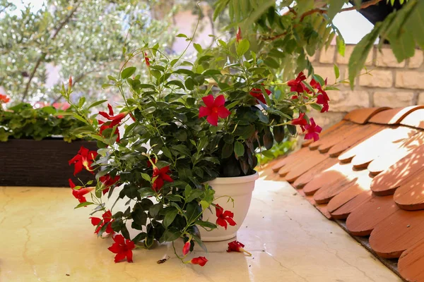 Fiori Fiori Rossi Sulla Terrazza — Foto Stock