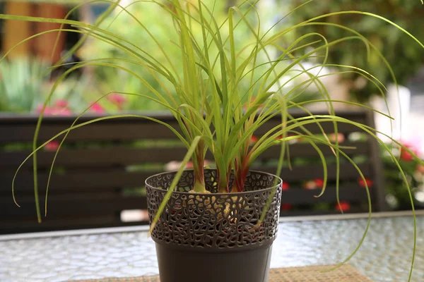 Çiçekler pencere eşiğinde duruyor.