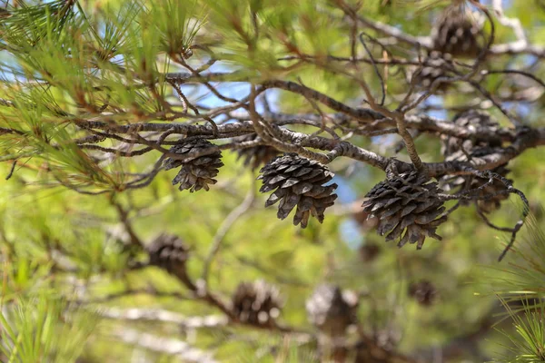 针叶树 松树和圆锥的 Plinea Cones — 图库照片