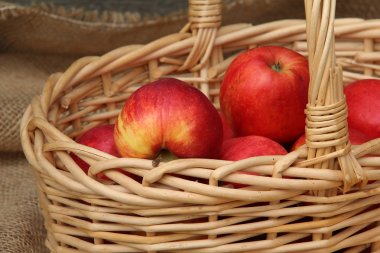 Sonbahar natürmort / bir sepet elma