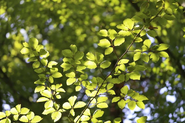 Folhagem Folhas Verdes Luz Sol — Fotografia de Stock