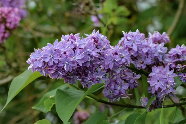 Blooming Lilac Garden — Stock Photo, Image