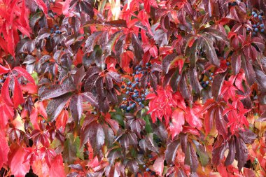 Vahşi şaraphane güzel sonbahar yaprakları evin duvarında