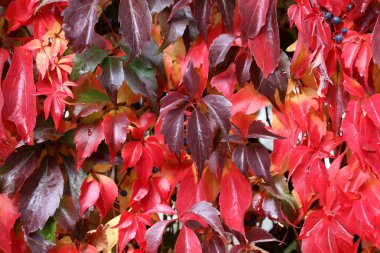 Vahşi şaraphane güzel sonbahar yaprakları evin duvarında