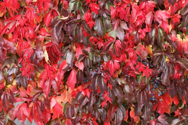 Vahşi şaraphane güzel sonbahar yaprakları evin duvarında