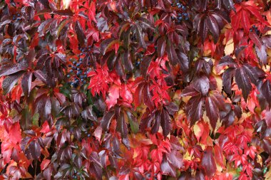 Vahşi şaraphane güzel sonbahar yaprakları evin duvarında