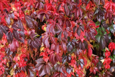 Vahşi şaraphane güzel sonbahar yaprakları evin duvarında