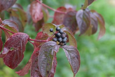 dalları üzerinde siyah çilek