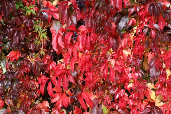 Vahşi şaraphane güzel sonbahar yaprakları evin duvarında