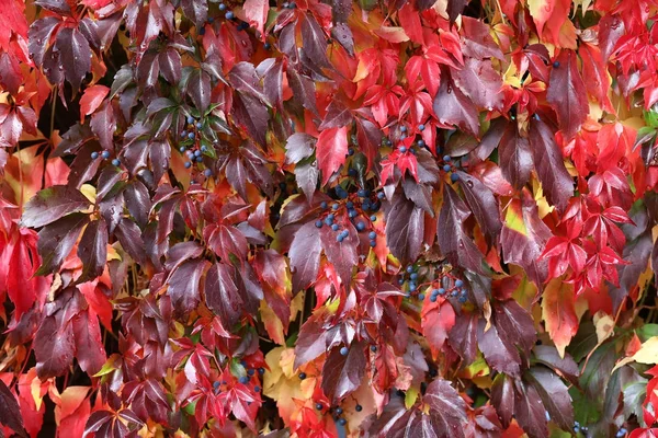 Vahşi şaraphane güzel sonbahar yaprakları evin duvarında