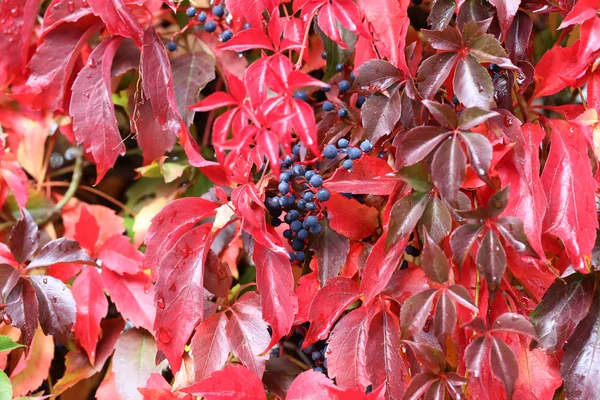 Vahşi şaraphane güzel sonbahar yaprakları evin duvarında