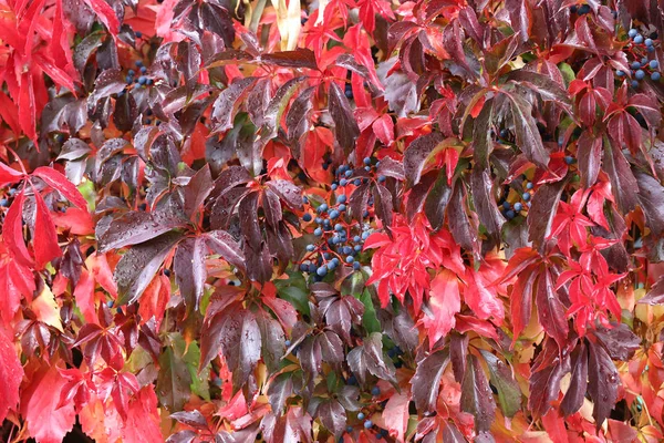 Vahşi şaraphane güzel sonbahar yaprakları evin duvarında