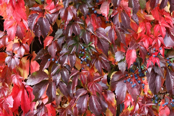 Vahşi şaraphane güzel sonbahar yaprakları evin duvarında