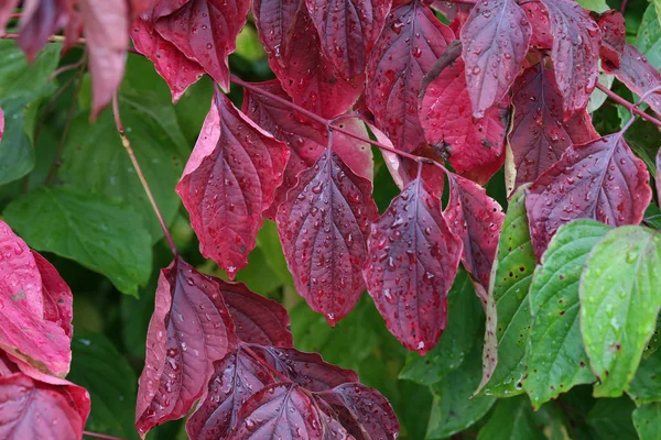 Daun Musim Gugur Daun Merah Musim Gugur — Stok Foto