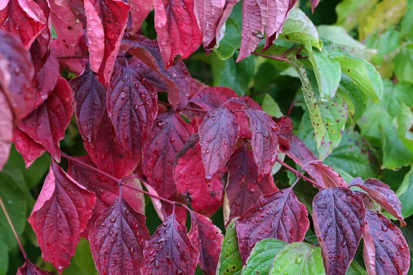 Herfstbladeren Rode Herfstbladeren — Stockfoto