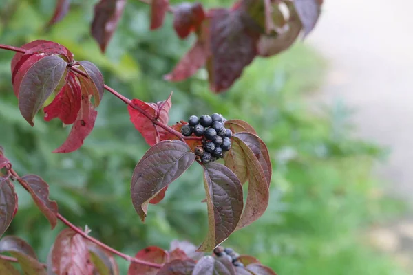 dalları üzerinde siyah çilek