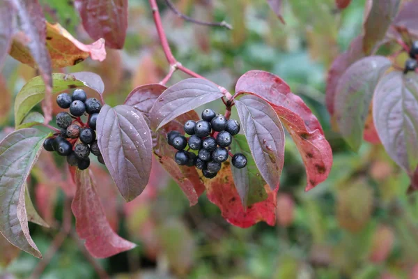 dalları üzerinde siyah çilek